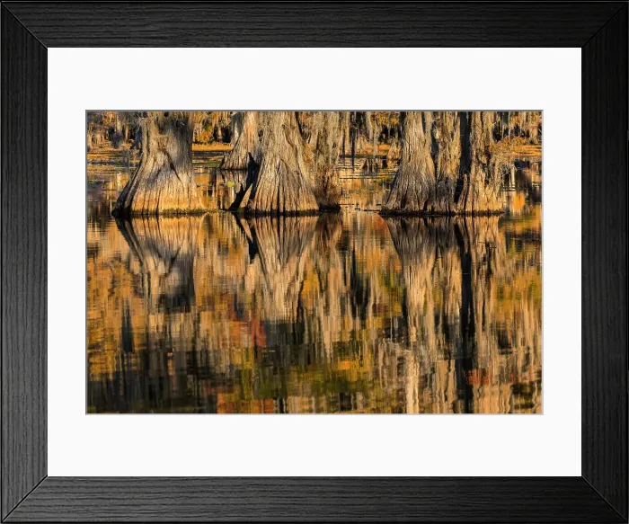 Framed Print : Bald cypress trees reflecting autumn colors in southern swamp, Caddo Lake, Texas Framed Print : Bald cypress trees reflecting autumn colors in southern swamp, Caddo Lake, Texas