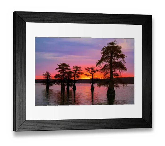Framed Print : Bald cypress trees silhouetted at sunrise in southern swamp, Caddo Lake, Texas Framed Print : Bald cypress trees silhouetted at sunrise in southern swamp, Caddo Lake, Texas