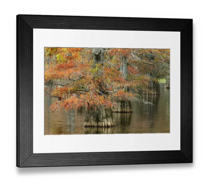 Framed Print : Bald cypress trees and autumn colors in southern swamp, Caddo Lake, Texas Framed Print : Bald cypress trees and autumn colors in southern swamp, Caddo Lake, Texas