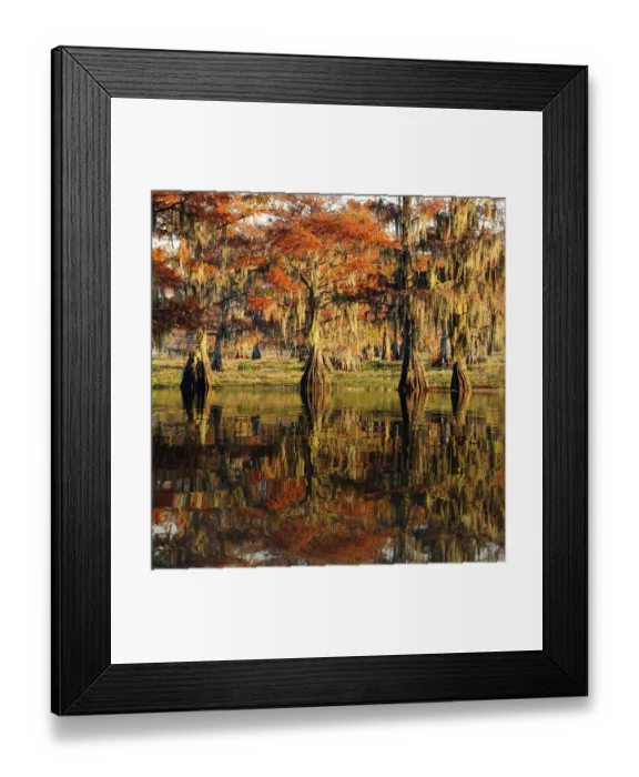 Framed Print : Bald cypress trees reflecting autumn colors in southern swamp, Caddo Lake, Texas Framed Print : Bald cypress trees reflecting autumn colors in southern swamp, Caddo Lake, Texas