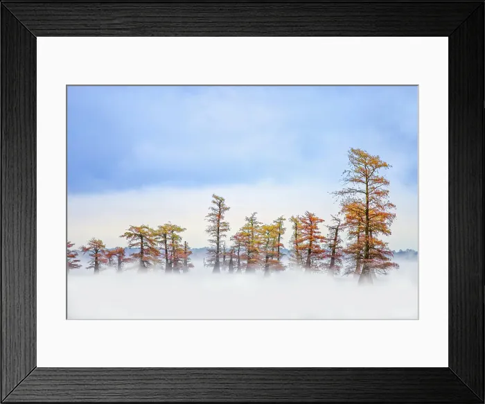 Framed Print : Morning mist and autumn colors on Caddo Lake, Texas Framed Print : Morning mist and autumn colors on Caddo Lake, Texas