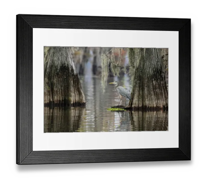 Framed Print : Great blue heron among bald cypress trees, Caddo Lake, Texas Framed Print : Great blue heron among bald cypress trees, Caddo Lake, Texas