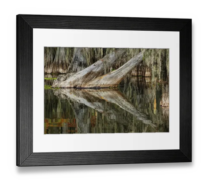 Framed Print : Bald cypress trees reflecting autumn colors in southern swamp, Caddo Lake, Texas Framed Print : Bald cypress trees reflecting autumn colors in southern swamp, Caddo Lake, Texas