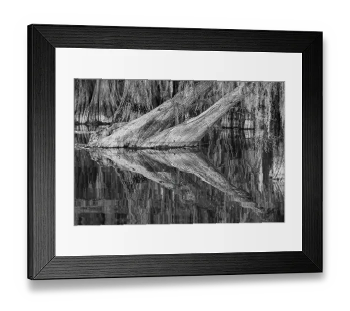 Framed Print : Bald cypress trees reflecting autumn colors in southern swamp, Caddo Lake, Texas Framed Print : Bald cypress trees reflecting autumn colors in southern swamp, Caddo Lake, Texas