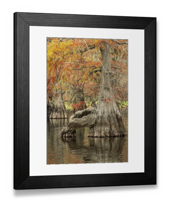 Framed Print : Bald cypress trees reflecting autumn colors in southern swamp, Caddo Lake, Texas Framed Print : Bald cypress trees reflecting autumn colors in southern swamp, Caddo Lake, Texas