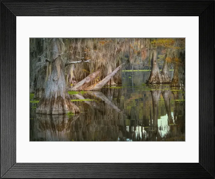 Framed Print : Bald cypress trees reflecting autumn colors in southern swamp, Caddo Lake, Texas Framed Print : Bald cypress trees reflecting autumn colors in southern swamp, Caddo Lake, Texas