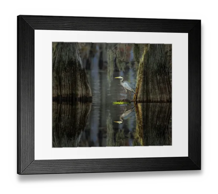 Framed Print : Great blue heron among bald cypress trees, Caddo Lake, Texas Framed Print : Great blue heron among bald cypress trees, Caddo Lake, Texas
