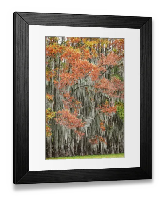 Framed Print : Bald cypress trees and autumn colors in southern swamp early in the morning, Caddo Lake, Texas Framed Print : Bald cypress trees and autumn colors in southern swamp early in the morning, Caddo Lake, Texas