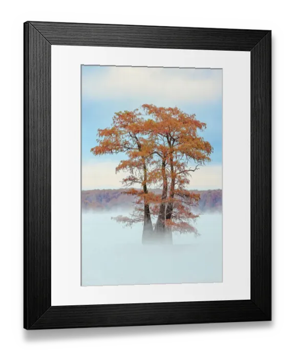 Framed Print : Morning mist and autumn colors on Caddo Lake, Texas Framed Print : Morning mist and autumn colors on Caddo Lake, Texas