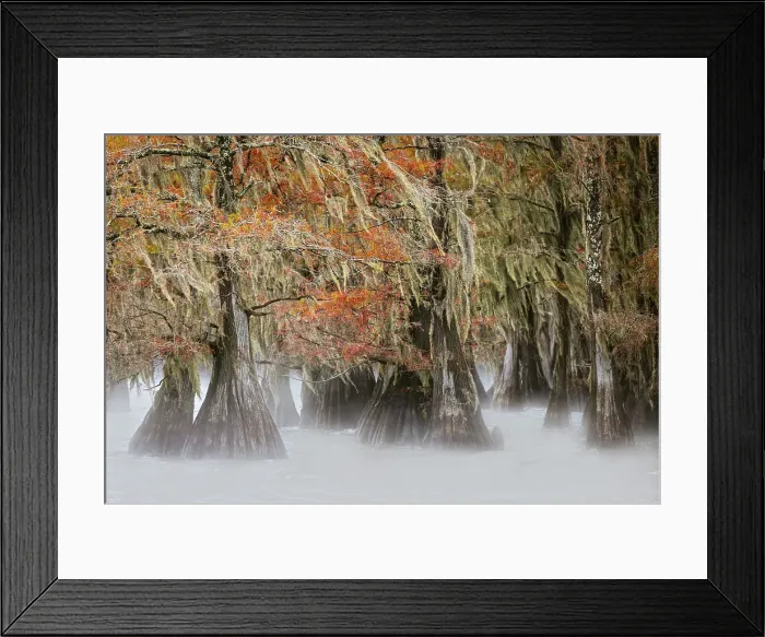 Framed Print : Morning mist on southern swamp, Caddo Lake, Texas Framed Print : Morning mist on southern swamp, Caddo Lake, Texas
