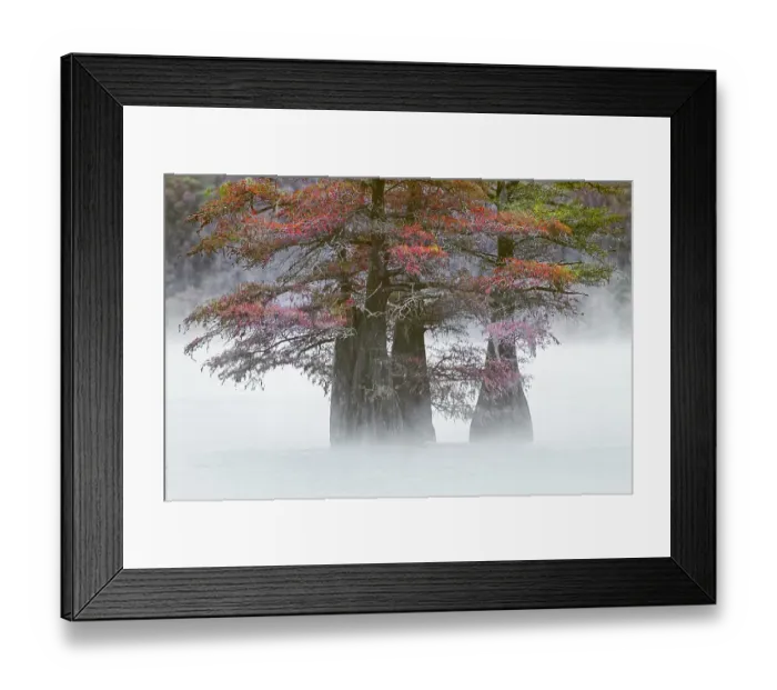 Framed Print : Autumn colors on Caddo Lake, Texas. Worlds largest bald cypress forest Framed Print : Autumn colors on Caddo Lake, Texas. Worlds largest bald cypress forest