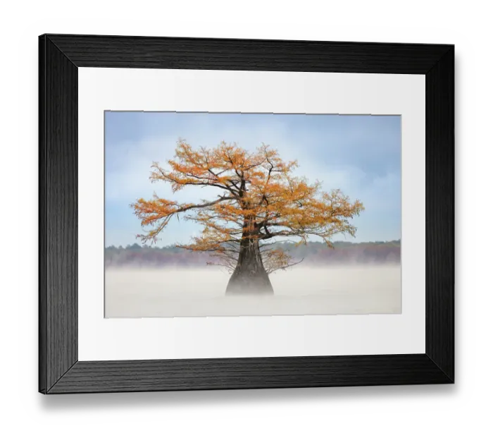 Framed Print : Morning mist and autumn colors on Caddo Lake, Texas Framed Print : Morning mist and autumn colors on Caddo Lake, Texas