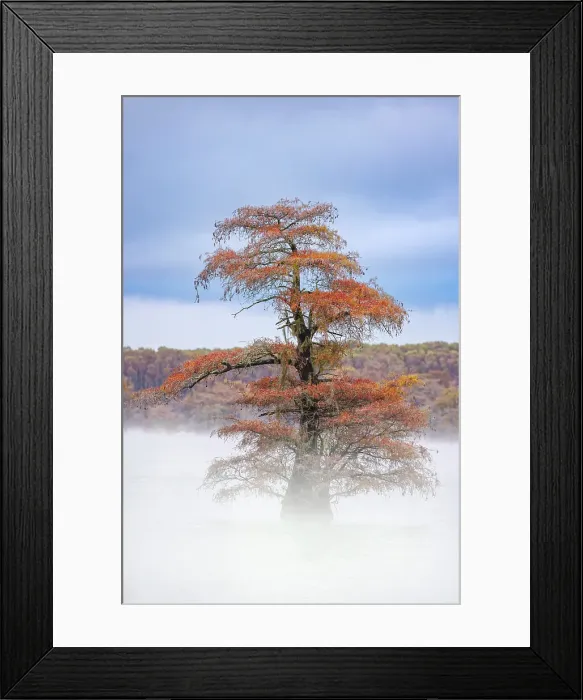 Framed Print : Morning mist and autumn colors on Caddo Lake, Texas Framed Print : Morning mist and autumn colors on Caddo Lake, Texas