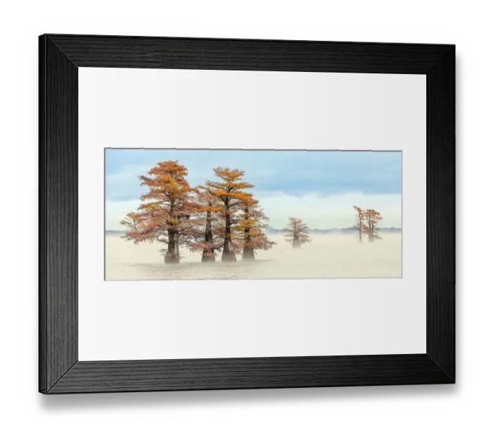 Framed Print : Morning mist and autumn colors on Caddo Lake, Texas Framed Print : Morning mist and autumn colors on Caddo Lake, Texas