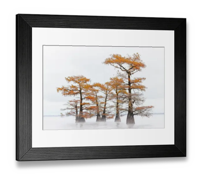 Framed Print : Morning mist and autumn colors on Caddo Lake, Texas Framed Print : Morning mist and autumn colors on Caddo Lake, Texas