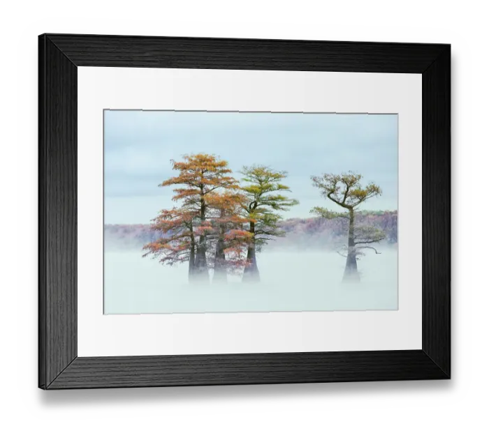 Framed Print : Morning mist and autumn colors on Caddo Lake, Texas Framed Print : Morning mist and autumn colors on Caddo Lake, Texas