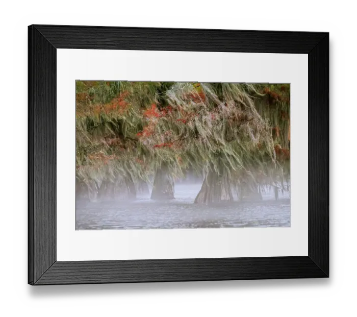Framed Print : Morning mist and autumn colors on Caddo Lake, Texas Framed Print : Morning mist and autumn colors on Caddo Lake, Texas
