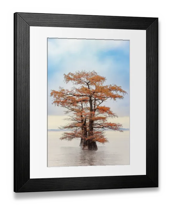 Framed Print : Morning mist and autumn colors on Caddo Lake, Texas Framed Print : Morning mist and autumn colors on Caddo Lake, Texas