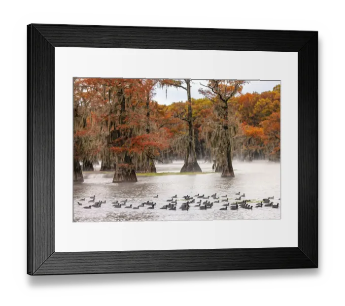 Framed Print : Raft of American coots and morning mist on southern swamp, Caddo Lake, Texas Framed Print : Raft of American coots and morning mist on southern swamp, Caddo Lake, Texas