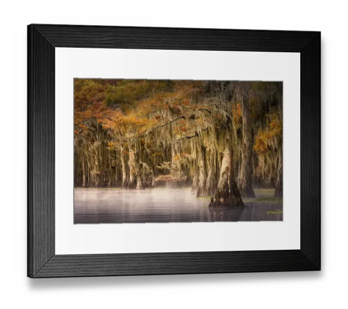 Framed Print : Autumn colors on Caddo Lake, Texas. Worlds largest bald cypress forest Framed Print : Autumn colors on Caddo Lake, Texas. Worlds largest bald cypress forest