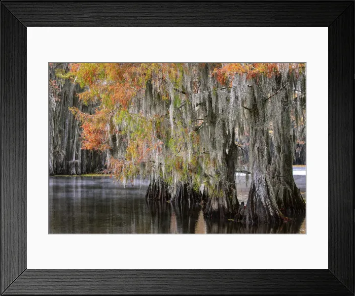 Framed Print : Bald cypress trees and autumn colors in southern swamp, Caddo Lake, Texas
