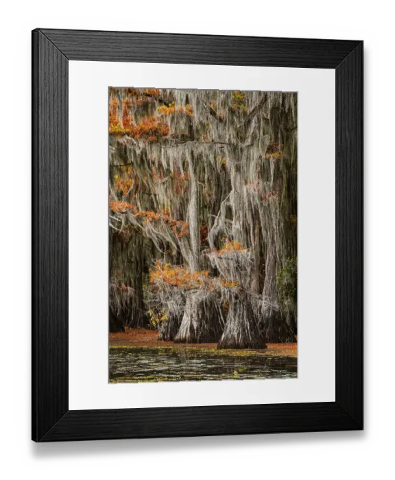 Framed Print : Bald cypress trees and autumn colors in southern swamp, Caddo Lake, Texas Framed Print : Bald cypress trees and autumn colors in southern swamp, Caddo Lake, Texas