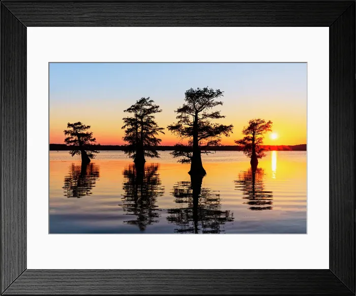 Framed Print : Stand of bald cypress trees, silhouetted at sunrise, Caddo Lake, Texas Framed Print : Stand of bald cypress trees, silhouetted at sunrise, Caddo Lake, Texas