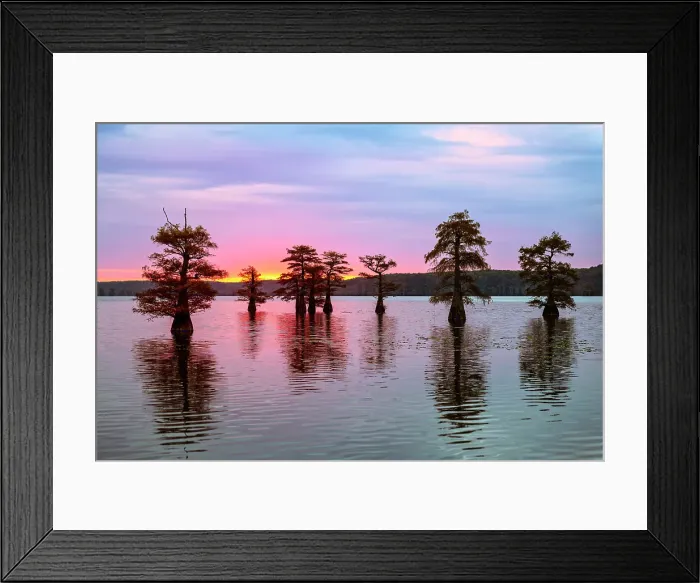 Framed Print : Stand of bald cypress trees, silhouetted at sunrise, Caddo Lake, Texas