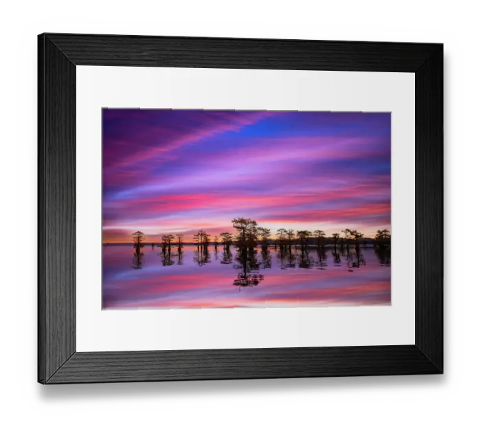 Framed Print : Stand of bald cypress trees, silhouetted at sunrise, Caddo Lake, Texas Framed Print : Stand of bald cypress trees, silhouetted at sunrise, Caddo Lake, Texas