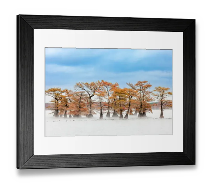 Framed Print : Raft of American coots and morning mist on southern swamp, Caddo Lake, Texas Framed Print : Raft of American coots and morning mist on southern swamp, Caddo Lake, Texas