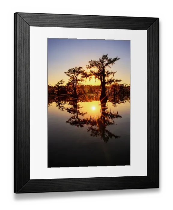 Framed Print : Sun star and stand of bald cypress trees, silhouetted at sunrise, Caddo Lake, Texas Framed Print : Sun star and stand of bald cypress trees, silhouetted at sunrise, Caddo Lake, Texas