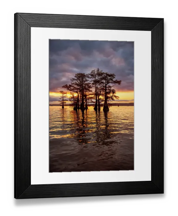 Framed Print : Stand of bald cypress trees, silhouetted at sunrise, Caddo Lake, Texas Framed Print : Stand of bald cypress trees, silhouetted at sunrise, Caddo Lake, Texas