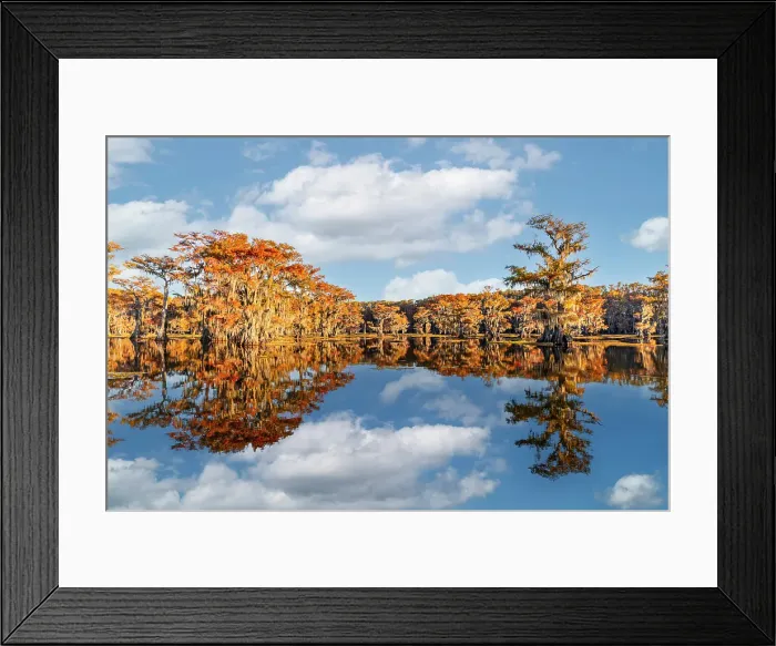 Framed Print : Worlds largest cypress swamp and calm water reflecting blue sky and clouds, Caddo Lake, Texas Framed Print : Worlds largest cypress swamp and calm water reflecting blue sky and clouds, Caddo Lake, Texas