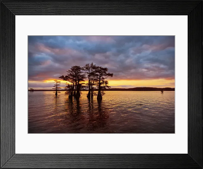 Framed Print : Stand of bald cypress trees, silhouetted at sunrise, Caddo Lake, Texas