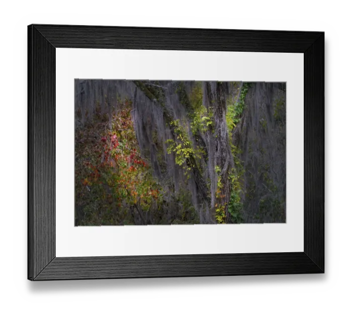 Framed Print : Autumn colors on Caddo Lake, Texas. Worlds largest bald cypress forest