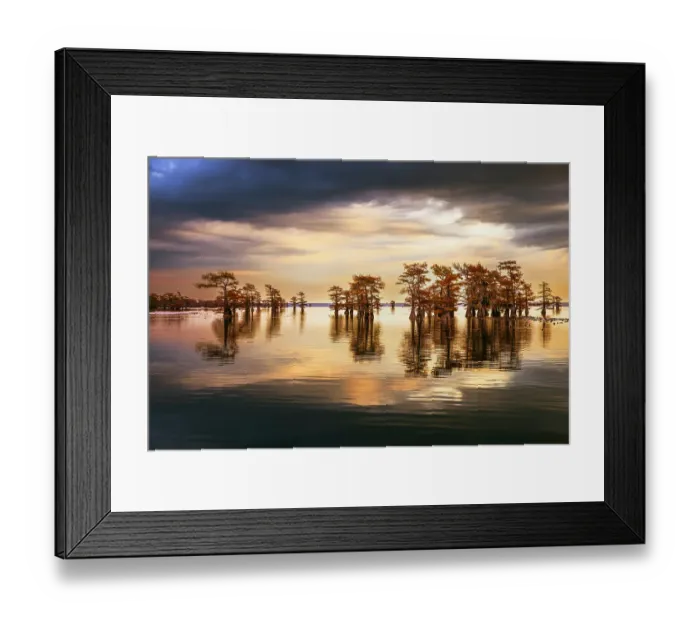 Framed Print : Stand of bald cypress trees, silhouetted at sunrise, Caddo Lake, Texas Framed Print : Stand of bald cypress trees, silhouetted at sunrise, Caddo Lake, Texas