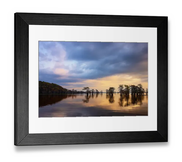 Framed Print : Stand of bald cypress trees, silhouetted at sunrise, Caddo Lake, Texas