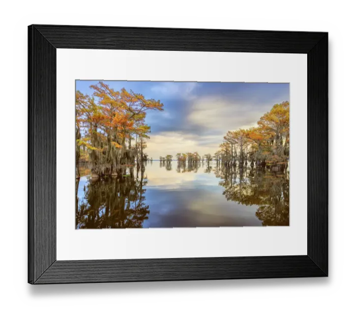 Framed Print : Stand of bald cypress trees, silhouetted at sunrise, Caddo Lake, Texas Framed Print : Stand of bald cypress trees, silhouetted at sunrise, Caddo Lake, Texas