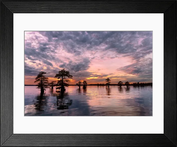 Framed Print : Sunset and silhouetted bald cypress trees, Caddo Lake, Texas. Worlds largest bald cypress forest Framed Print : Sunset and silhouetted bald cypress trees, Caddo Lake, Texas. Worlds largest bald cypress forest