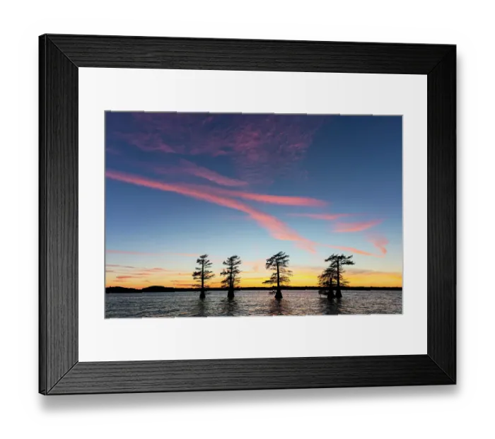 Framed Print : Stand of bald cypress trees, silhouetted at sunset, Caddo Lake, Texas Framed Print : Stand of bald cypress trees, silhouetted at sunset, Caddo Lake, Texas