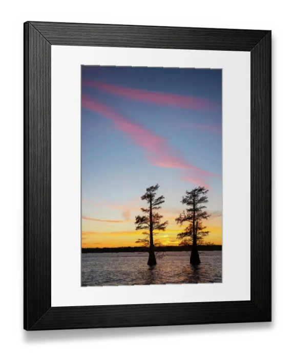 Framed Print : Stand of bald cypress trees, silhouetted at sunset, Caddo Lake, Texas Framed Print : Stand of bald cypress trees, silhouetted at sunset, Caddo Lake, Texas