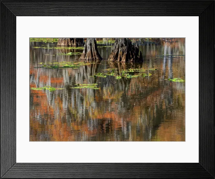 Framed Print : Autumn colors on Caddo Lake, Texas. Worlds largest bald cypress forest Framed Print : Autumn colors on Caddo Lake, Texas. Worlds largest bald cypress forest