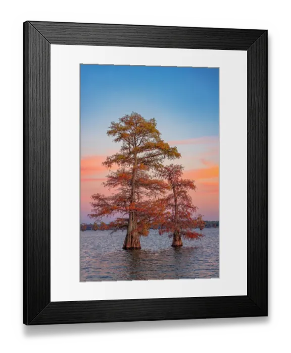 Framed Print : Stand of bald cypress trees at sunset, Caddo Lake, Texas Framed Print : Stand of bald cypress trees at sunset, Caddo Lake, Texas