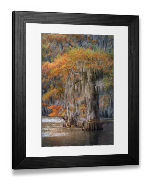 Framed Print : Autumn colors on Caddo Lake, Texas. Worlds largest bald cypress forest