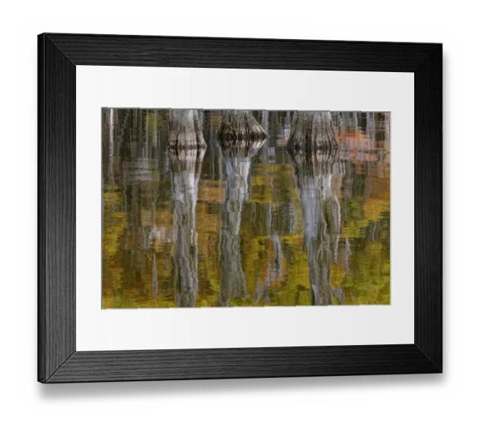 Framed Print : Autumn colors on Caddo Lake, Texas. Worlds largest bald cypress forest Framed Print : Autumn colors on Caddo Lake, Texas. Worlds largest bald cypress forest