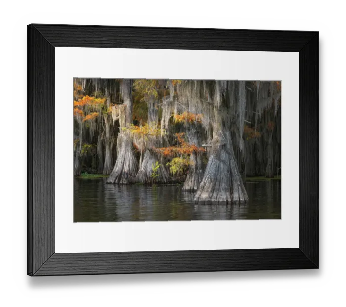 Framed Print : Autumn colors on Caddo Lake, Texas. Worlds largest bald cypress forest
