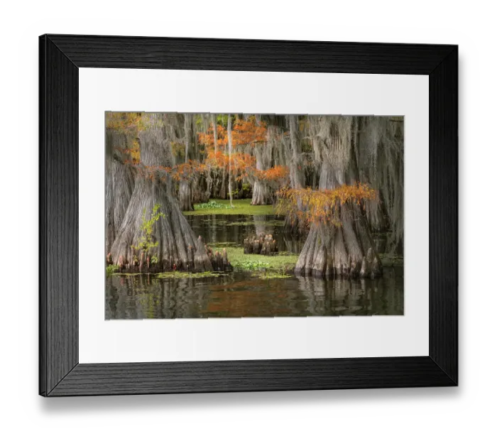 Framed Print : Autumn colors on Caddo Lake, Texas. Worlds largest bald cypress forest Framed Print : Autumn colors on Caddo Lake, Texas. Worlds largest bald cypress forest