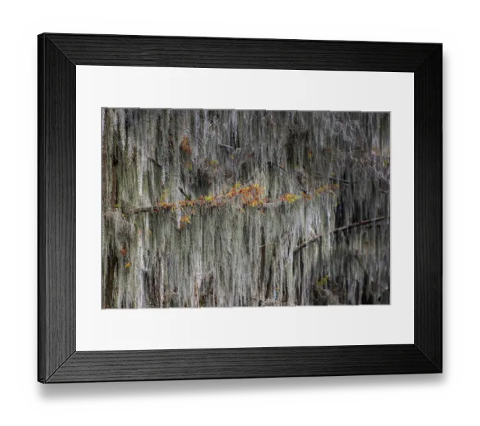 Framed Print : Autumn colors on Caddo Lake, Texas. Worlds largest bald cypress forest