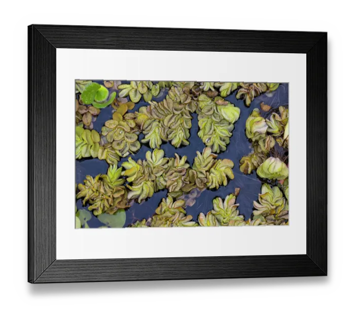 Framed Print : Pattern in salvinia, an invasive species, Caddo Lake, Texas
