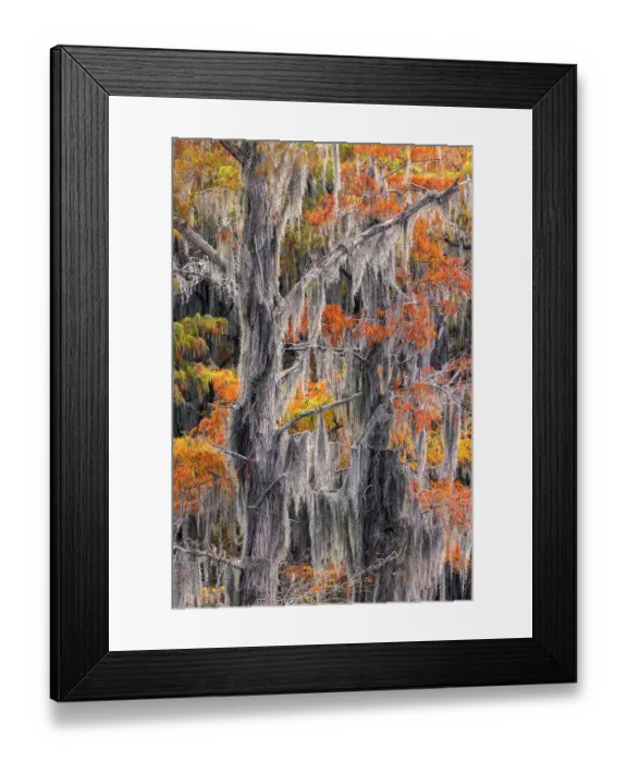 Framed Print : Autumn colors on Caddo Lake, Texas. Worlds largest bald cypress forest